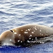 cuviers-beaked-whale_OceanTreasury_slider A Cuviers’ beaked whale. According to Dr. Hildebrand, the white scars are from cookiecutter sharks (Isistius brasiliensis) who take bites out of these animals. (Photo courtesy of Ocean Treasures Memorial Library)