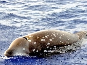 A Cuviers’ beaked whale. According to Dr. Hildebrand, the white scars are from cookiecutter sharks (Isistius brasiliensis) who take bites out of these animals. (Photo courtesy of Ocean Treasures Memorial Library)