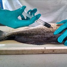 CIMAGE IP injection photo_slider Dr. Nicole Rhody with the Mote Aquaculture Park gives intraperitoneal injections of crude oil into a red drum. Photo credit: C-IMAGE