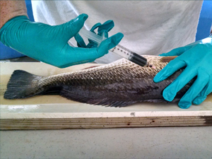 Dr. Nicole Rhody with the Mote Aquaculture Park gives intraperitoneal injections of crude oil into a red drum. Photo credit: C-IMAGE