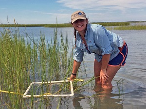 1_slider Shelby counting Spartina alterniflora shoot density and measuring shoot heights during a marsh habitat survey. (Photo credit: Lauren Clance)