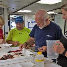 CatchSorting_slider Researchers sort the catch into fishes, crustaceans, squids, and jellyfishes. (Provided by DEEPEND)