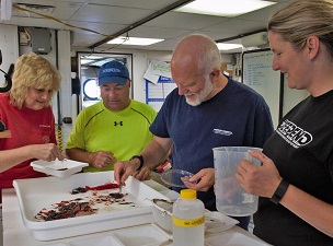 CatchSorting_slider Researchers sort the catch into fishes, crustaceans, squids, and jellyfishes. (Provided by DEEPEND)