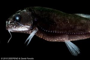 Astronesthes macropogon have a bioluminescent whisker-like sensory organ that attracts small prey into striking distance. (Photo by Dante´ Fenolio)