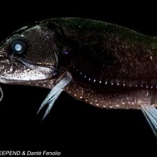 SONY DSC Astronesthes macropogon have a bioluminescent whisker-like sensory organ that attracts small prey into striking distance. (Photo by Dante´ Fenolio)