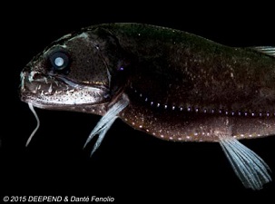 SONY DSC Astronesthes macropogon have a bioluminescent whisker-like sensory organ that attracts small prey into striking distance. (Photo by Dante´ Fenolio)