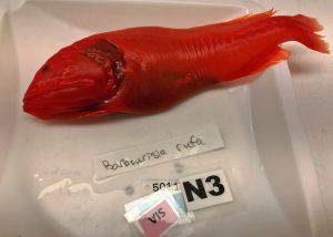 The team caught this Red Velvet Whalefish (Barbourisia rufa) between 600 – 1000 m and sampled it for stable isotope and genetic sequencing. (Provided by DEEPEND)