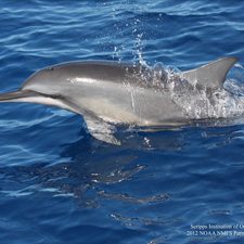 Dolphin_IMG_4922_slider Dolphin. Provided by Kaitlin Frasier.