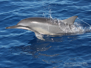 Dolphin_IMG_4922_slider Dolphin. Provided by Kaitlin Frasier.