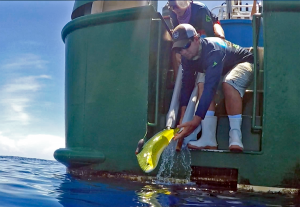 John Stieglitz and Lela Schelnker release a mahi-mahi back into the ocean after tagging and recovering for 24 hours. (Provided by RECOVER)