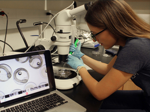 Study author Dr. Christina Pasparakis analyzes different life stages of mahi-mahi embryos under a stereomicroscope. (Photo by Dan DiNicola)