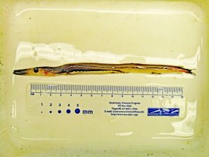 One of the largest (>15cm) ever recorded specimens of the Bullis’s Barracudina (Stemonsudis bullisi). This endemic species had previously only been known from two juvenile specimens around 6 cm long. (Provided by DEEPEND)