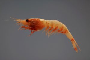 A deep-sea shrimp (Janicella spinicauda). Gulf of Mexico. fish4539 Credit: SEFSC Pascagoula Laboratory; Collection of Brandi Noble, NOAA/NMFS/SEFSC.