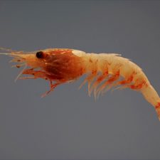 JanicellaSpinicauda_NOAA (1)_slider A deep-sea shrimp (Janicella spinicauda). Gulf of Mexico. fish4539 Credit: SEFSC Pascagoula Laboratory; Collection of Brandi Noble, NOAA/NMFS/SEFSC.