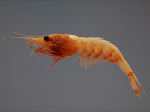 JanicellaSpinicauda_NOAA (1)_slider A deep-sea shrimp (Janicella spinicauda). Gulf of Mexico. fish4539 Credit: SEFSC Pascagoula Laboratory; Collection of Brandi Noble, NOAA/NMFS/SEFSC.