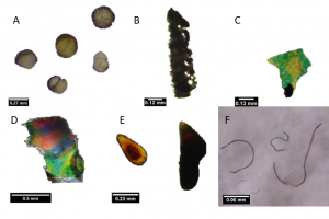 Examples of microplastics ingested by deep-pelagic fishes and crustaceans in the Gulf of Mexico: (A) microbeads, (B-E) microfragments, and (F) microfibers. (Provided by Ryan Bos)