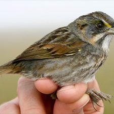 Olin_SESP_slider A Seaside Sparrow. Photo by study author Philip Stouffer.