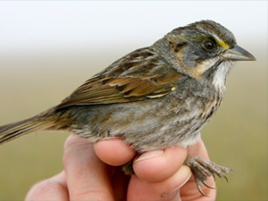 Olin_SESP_slider A Seaside Sparrow. Photo by study author Philip Stouffer.