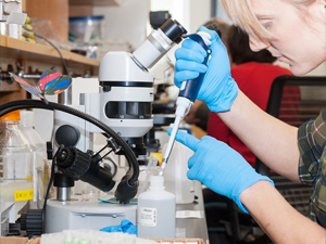 HollyBil_PreservingSpecimens for GenomeSquencing_slider Co-Principal Investigator Holly Bik preserves identified specimens for genome sequencing. (Photo credit: Larry Hyde)
