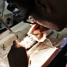 Derek Nelson performs open-heart surgery on a cobia fish. Photo credit: Dan DiNicola