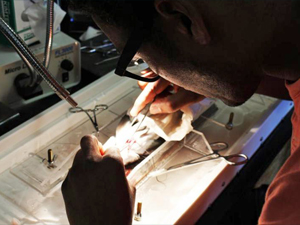 derek-cobia-surgery1-1-1024x683_slider Derek Nelson performs open-heart surgery on a cobia fish. Photo credit: Dan DiNicola