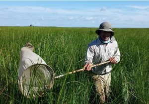 Study author Wokil Bam collects arthropod samples in Louisiana coastal marshes. Provided by Wokil Bam.