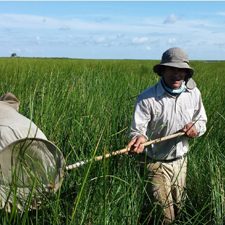 CWC_WokilBam_S4_Figure_slider Study author Wokil Bam collects arthropod samples in Louisiana coastal marshes. Provided by Wokil Bam.