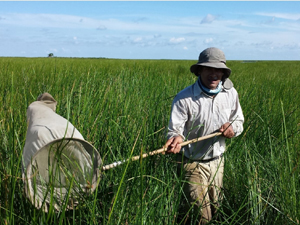 CWC_WokilBam_S4_Figure_slider Study author Wokil Bam collects arthropod samples in Louisiana coastal marshes. Provided by Wokil Bam.