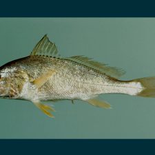 AtlanticCroaker_5187498831_e74db687b3_b_slider Atlantic croaker (Micropogonias undulatus) Gulf of Mexico. Credit: SEFSC Pascagoula Laboratory; Collection of Brandi Noble, NOAA/NMFS/SEFSC