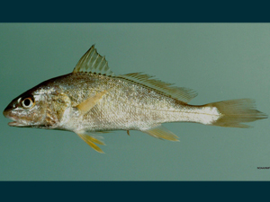 Atlantic croaker (Micropogonias undulatus) Gulf of Mexico. Credit: SEFSC Pascagoula Laboratory; Collection of Brandi Noble, NOAA/NMFS/SEFSC