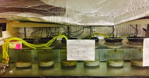 Mesocosms of three oiled (left) and three unoiled (right) chambers elucidate the links between microbial community signatures and oil biodegradation in beach sands. (Photo by Smruthi Karthikeyan)