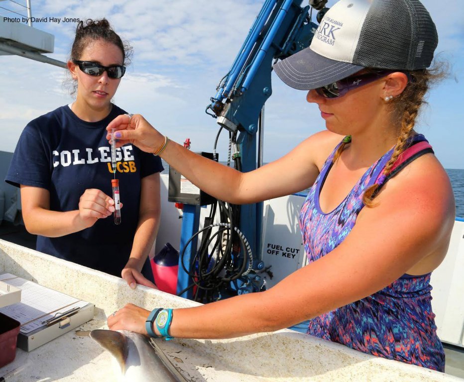 ACER graduate student Emily Seubert discussed her research about oil spill impacts on food webs and populations of sharks and rays during a “Boardwalk Talk” at the Dauphin Island Sea Lab’s public aquarium. See the ACER website.