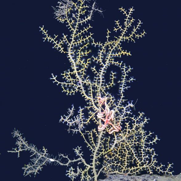 ECOGIG_impacted_coral_2017 Impacted coral colony imaged in 2017 at the site most heavily oiled from Deepwater Horizon. Impact is still visible on this colony seven years after the spill. Photo credit: ECOGIG.