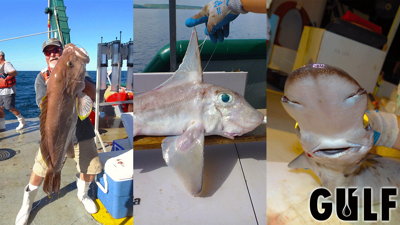 Rare catches during the OneGulf expeditions included a fifty-pound Yellowedge Grouper, a Cuban Chimaera caught at 1,300 feet deep, and an Arrowhead Dogfish (only three prior documented sightings in the Gulf of Mexico). Provided by Steve Murawski.