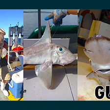 OneGulfPhoto_slider Rare catches during the OneGulf expeditions included a fifty-pound Yellowedge Grouper, a Cuban Chimaera caught at 1,300 feet deep, and an Arrowhead Dogfish (only three prior documented sightings in the Gulf of Mexico). Provided by Steve Murawski.