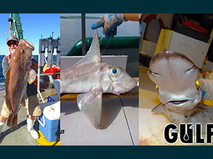 Rare catches during the OneGulf expeditions included a fifty-pound Yellowedge Grouper, a Cuban Chimaera caught at 1,300 feet deep, and an Arrowhead Dogfish (only three prior documented sightings in the Gulf of Mexico). Provided by Steve Murawski.