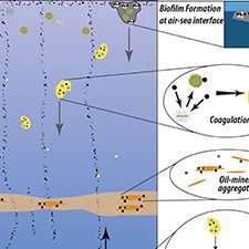 RFP5 Burd_Dissanayake_Schematic-v2_slider A schematic of the processes leading to the formation and fate of marine-oil-snow. These include interactions between oil and microbial mucus (“biofilm" model), interactions between oil and marine snow particles, and interactions between oil and mineral particles in turbidity maximum layers. Provided by Adrian Burd.