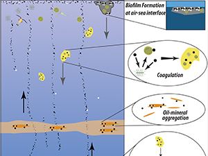 A schematic of the processes leading to the formation and fate of marine-oil-snow. These include interactions between oil and microbial mucus (“biofilm" model), interactions between oil and marine snow particles, and interactions between oil and mineral particles in turbidity maximum layers. Provided by Adrian Burd.