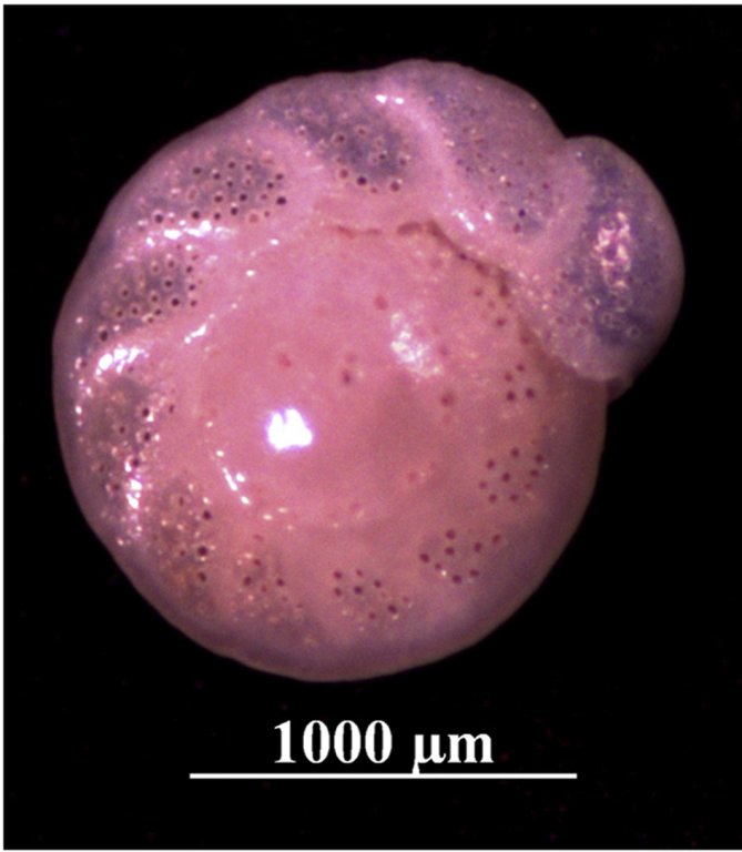 An image of a benthic foraminifera (CIbicidoides pachyderma). Photo credit Lauren Reilly