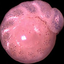 Schwing_BenthicForam_1-s2.0-S0269749117343919-fx1_lrg_slider An image of a benthic foraminifera (CIbicidoides pachyderma). Photo credit Lauren Reilly