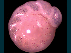 An image of a benthic foraminifera (CIbicidoides pachyderma). Photo credit Lauren Reilly
