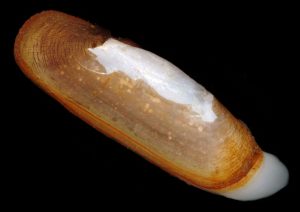 The razor clam Tagelus plebeius. Photo credit: Darryl Felder