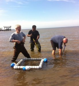 Study scientists (L-R) Paul Klerks, Nihar Deb-Adhikary, and Alex Kascak collect razor clams in Choctawhatchee Bay, Florida. Photo credit: Paul Klerks