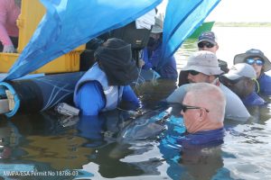 The team conducts an ultrasound scan during a dolphin health assessment (courtesy of CARMMHA).