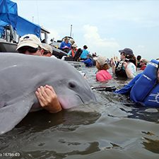 Dr. Cynthia Smith examines a dolphin that is being photographed for later identification (courtesy of CARMMHA).