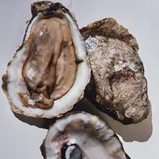 Oysters_LouisianaSeaGrant_slider Oysters, credit Louisiana Sea Grant College Program Oyster Art 2004.