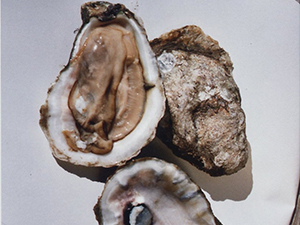 Oysters, credit Louisiana Sea Grant College Program Oyster Art 2004.