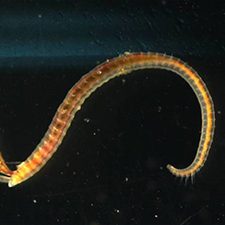 Pub_RFP5_Lin_RFP6_Graham_Fleeger_Polychaete_StreblospioBenedicti_slider The polychaete Streblospio benedicti, an infaunal resident of saltmarshes in northern Barataria Bay. Photo courtesy of Dr. David Johnson.