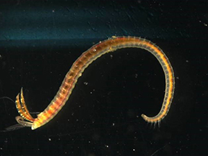 The polychaete Streblospio benedicti, an infaunal resident of saltmarshes in northern Barataria Bay. Photo courtesy of Dr. David Johnson.