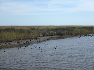 OysterStudy_ACER_pic 2_slider Louisiana coastal oysters exposed at low tide. Photo Credit: Meagan Schrandt